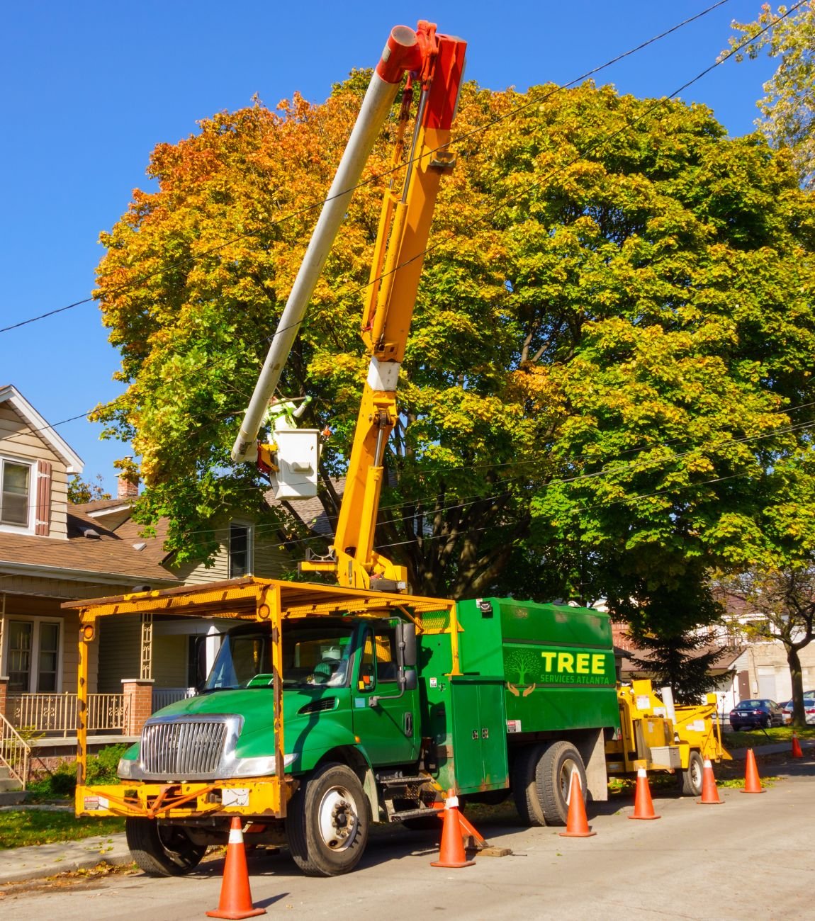 Tree Cabling / Bracing in Atlanta