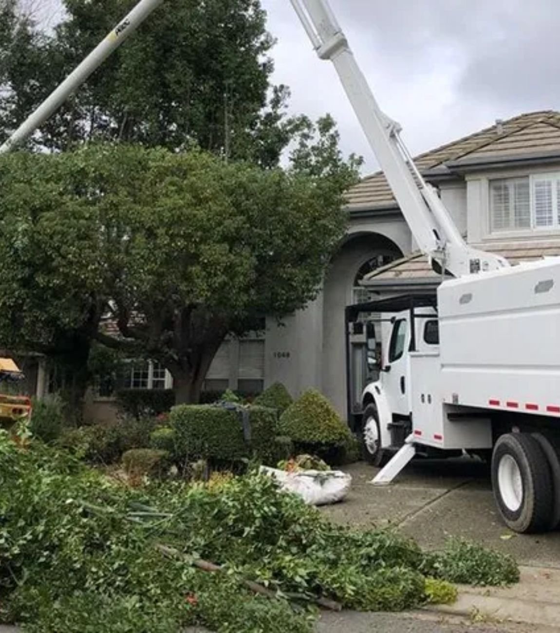 commercial tree services in atlanta