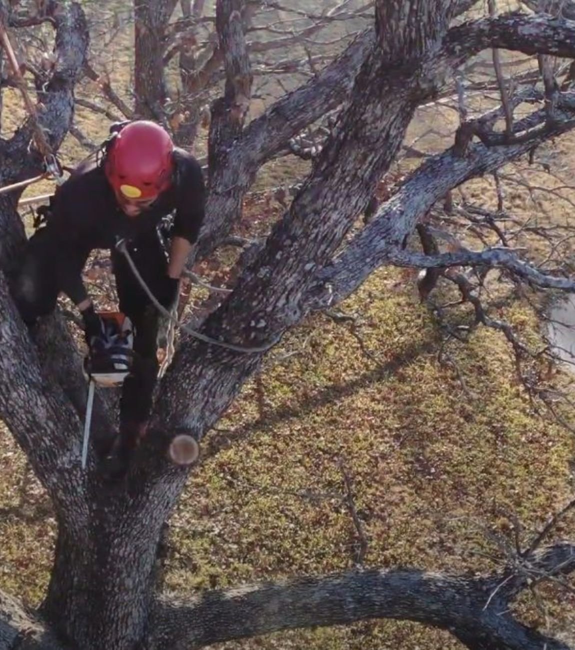 commercial tree services in atlanta