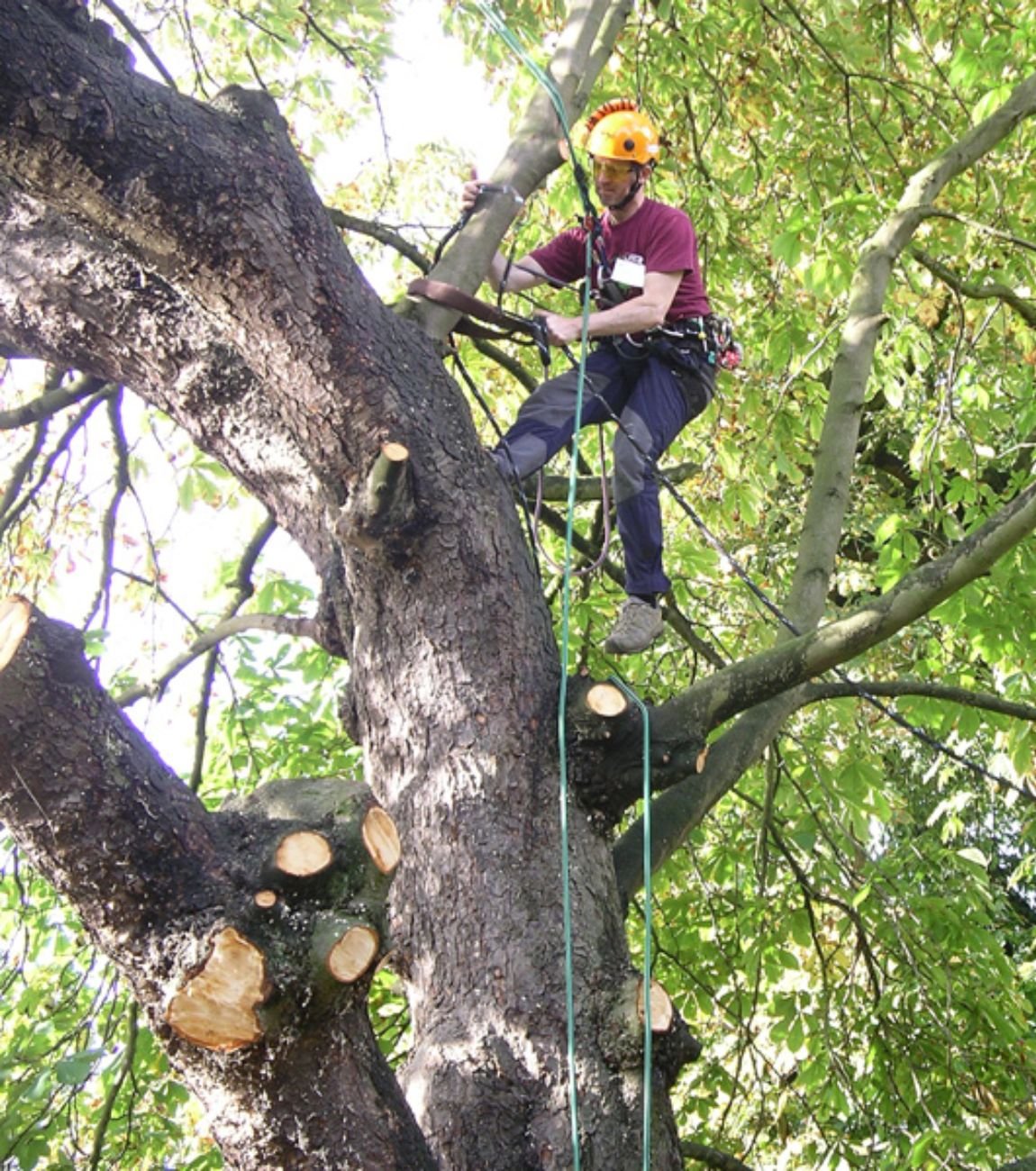 Tree Cabling / Bracing in Atlanta