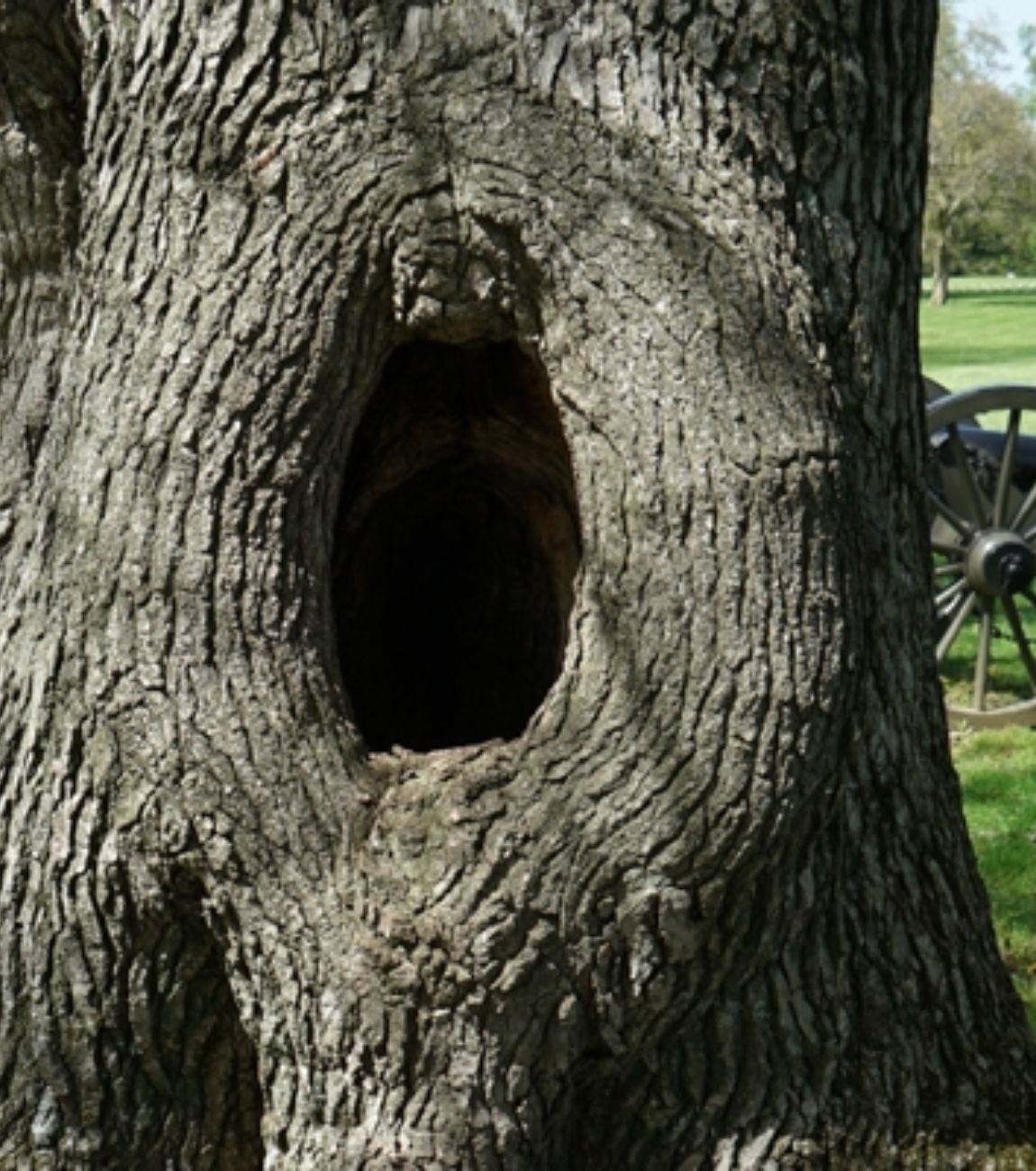 Tree Inspection Atlanta