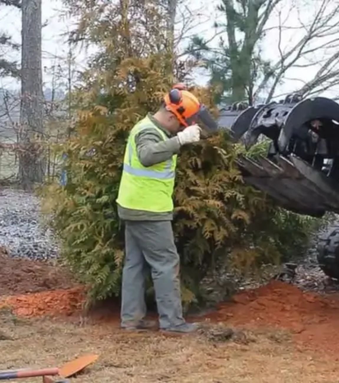 Tree Inspection Atlanta