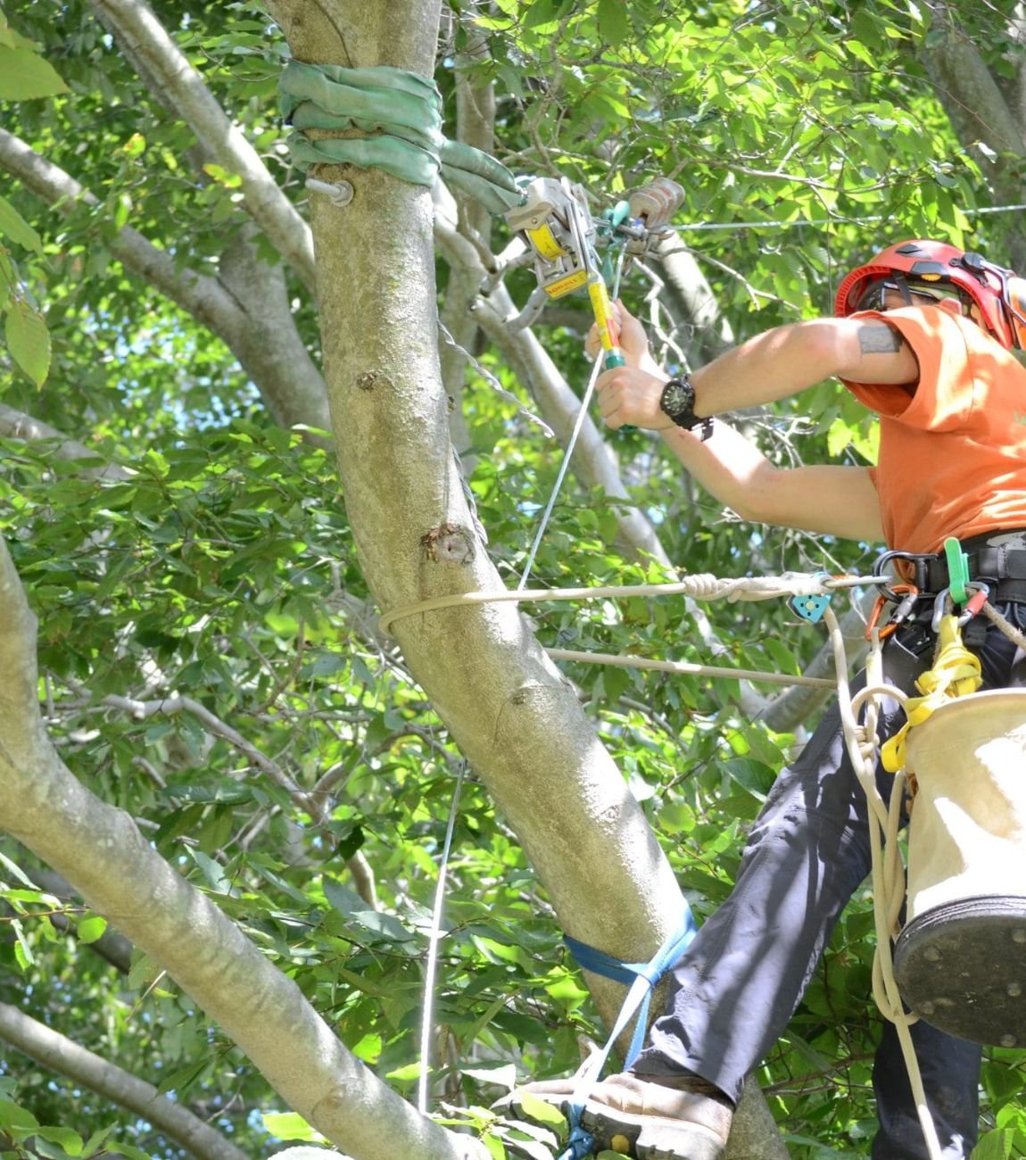 Tree Cabling / Bracing in Atlanta