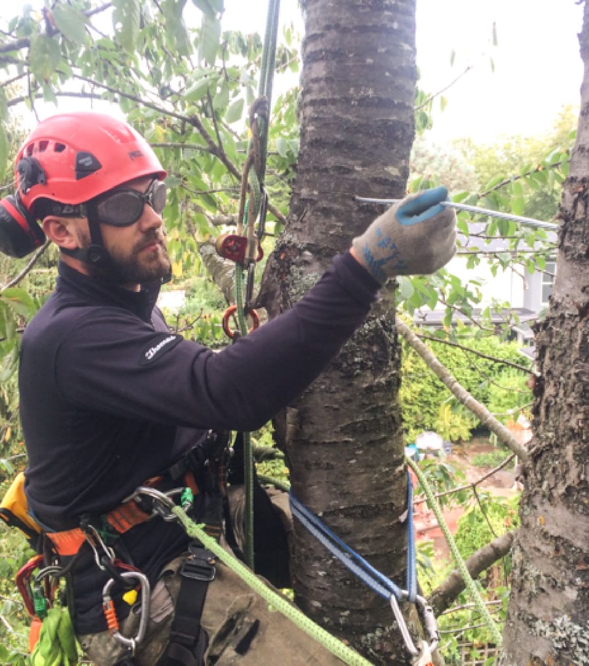 Tree Cabling / Bracing in Atlanta