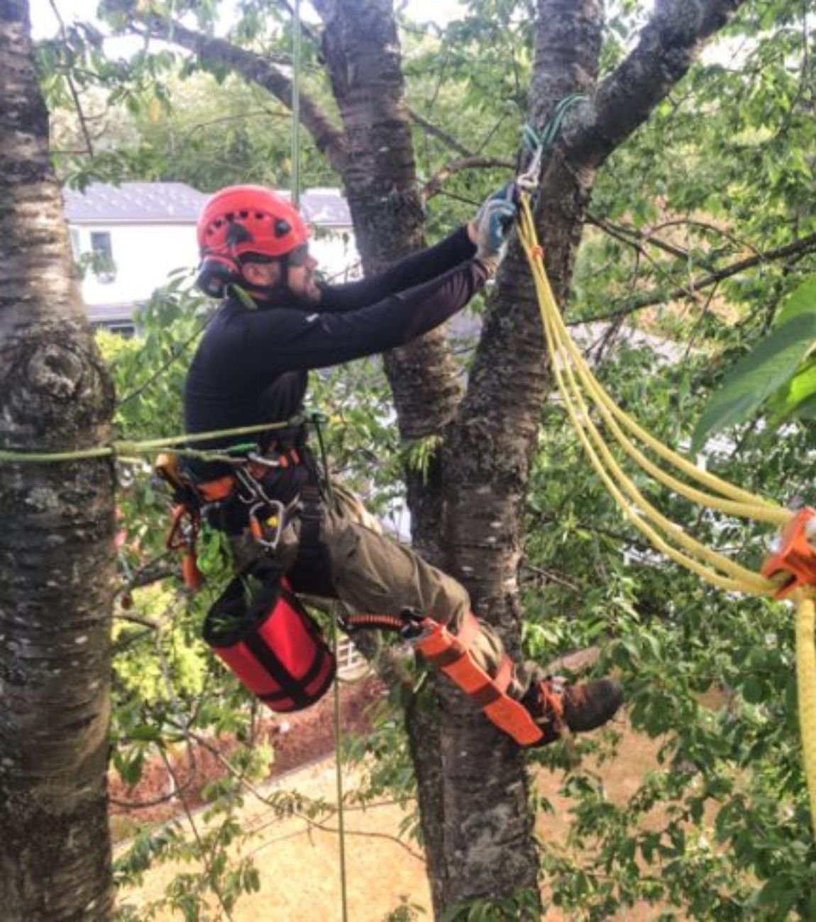 Tree Cabling / Bracing in Atlanta