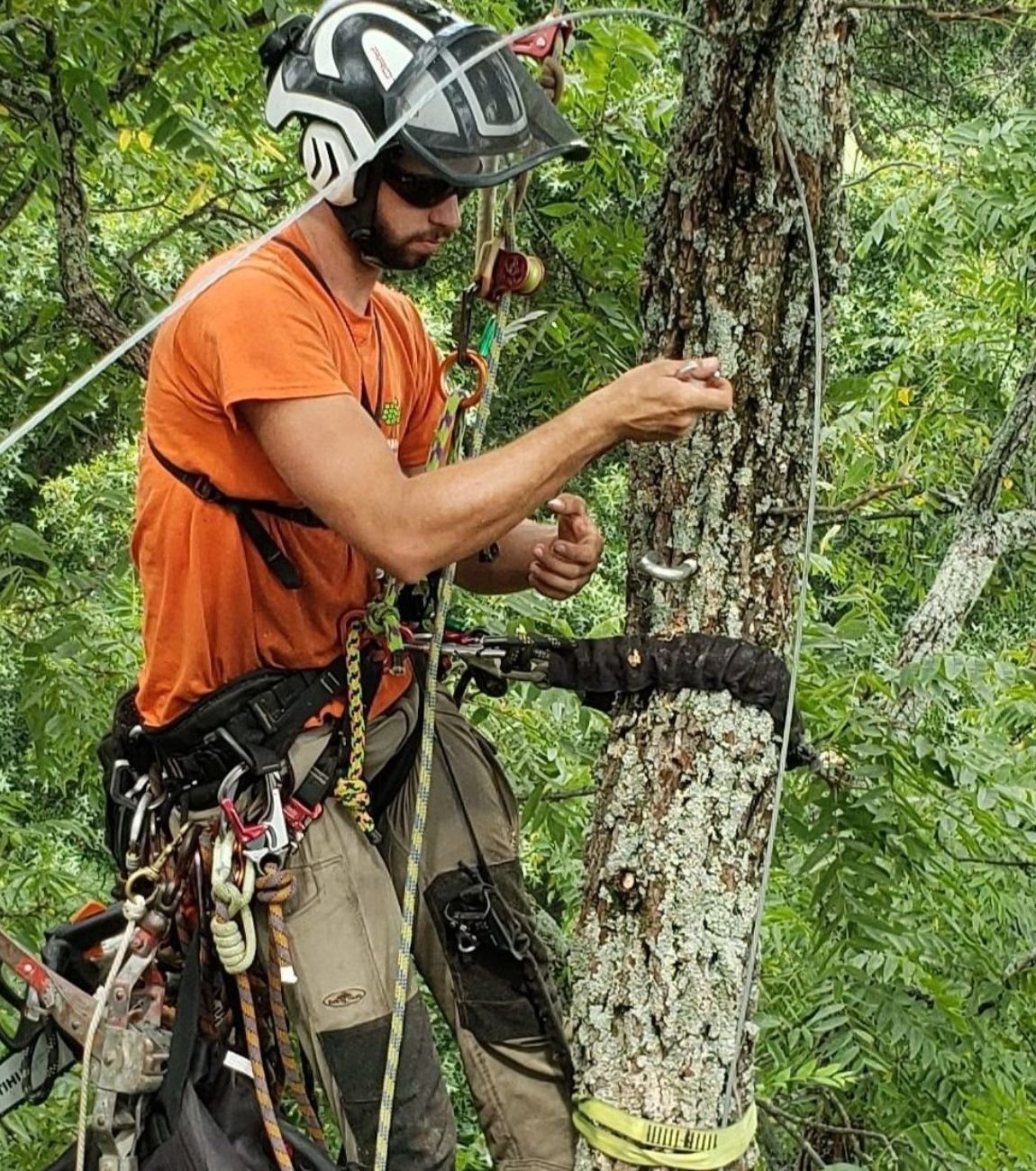 Tree Cabling / Bracing in Atlanta