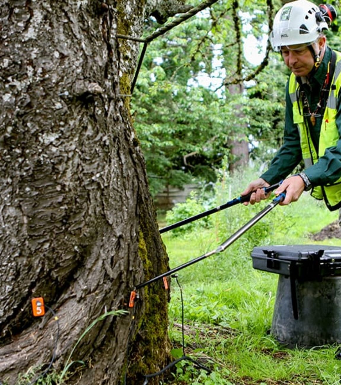 Tree Inspection Atlanta