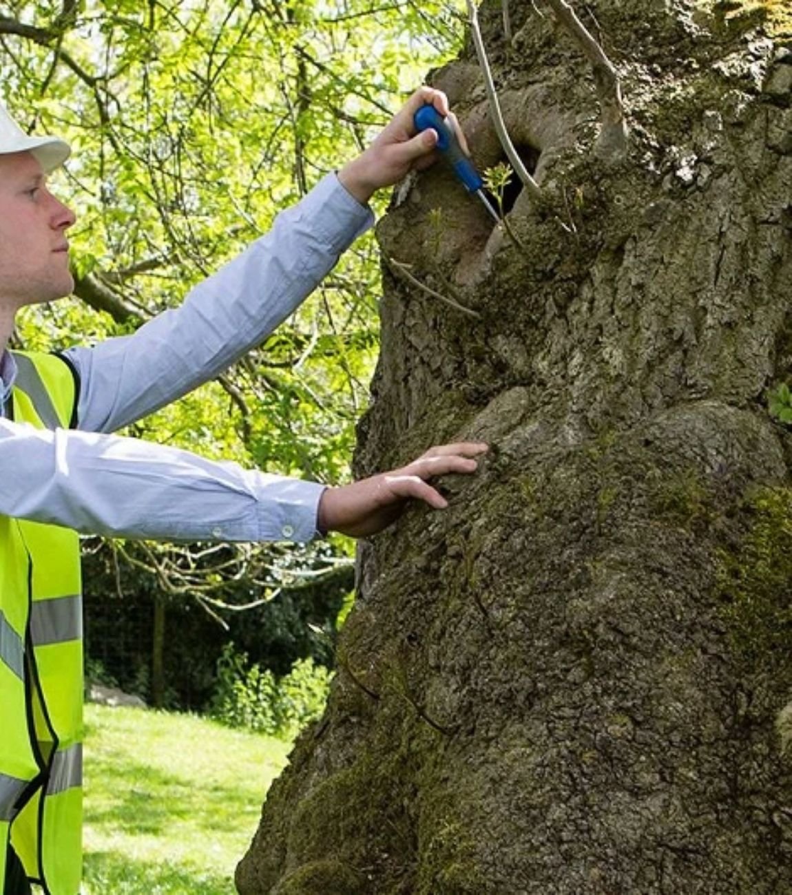 Tree Inspection Atlanta